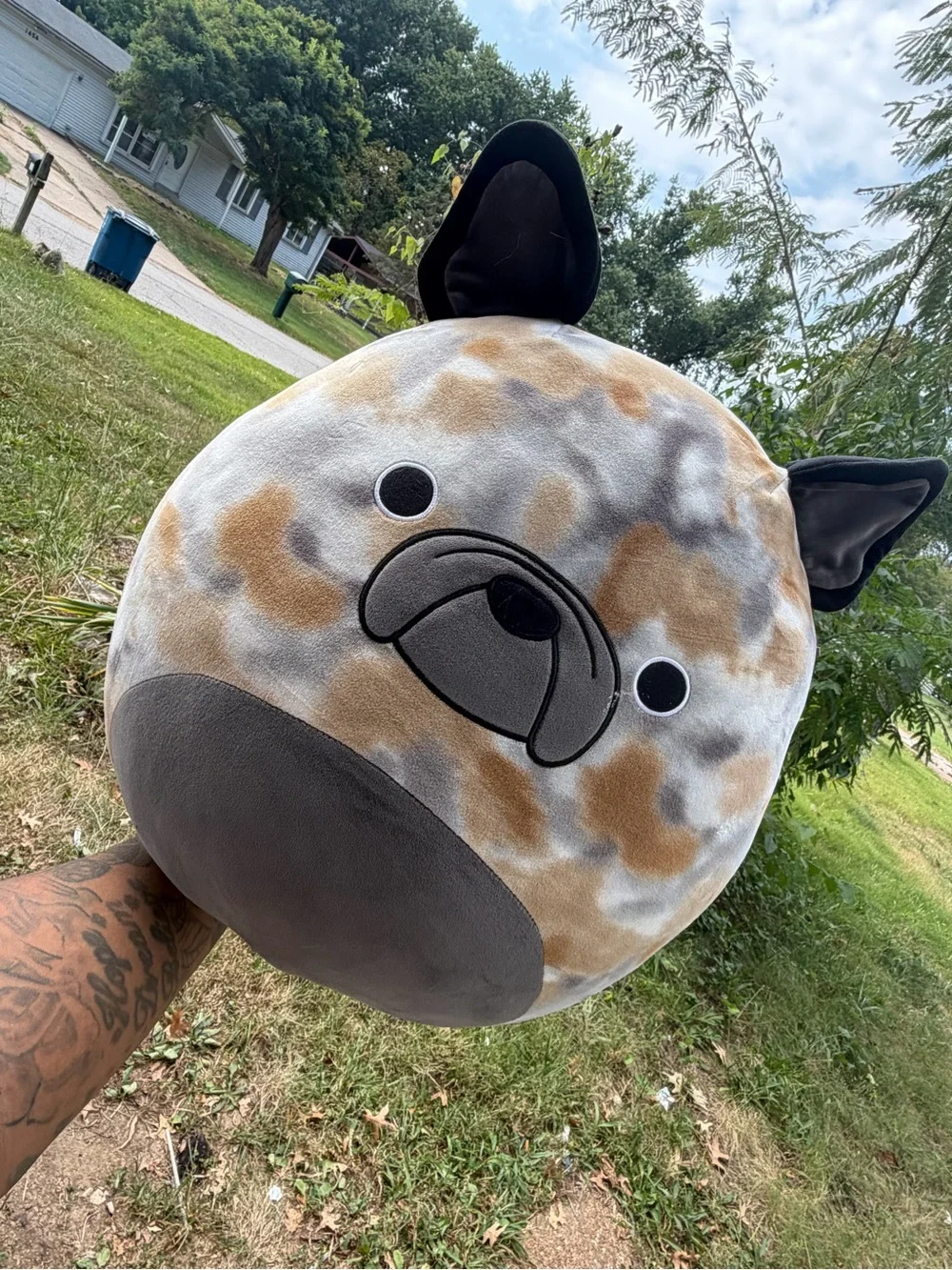 Ballis the French Bulldog Squishmallow